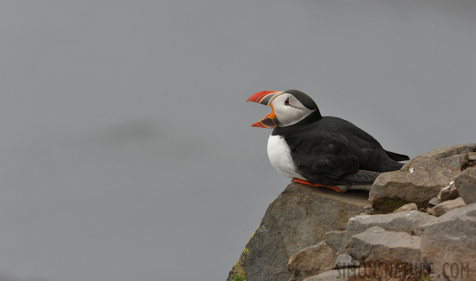 Fratercula arctica naumanii [280 mm, 1/2000 Sek. bei f / 9.0, ISO 1600]